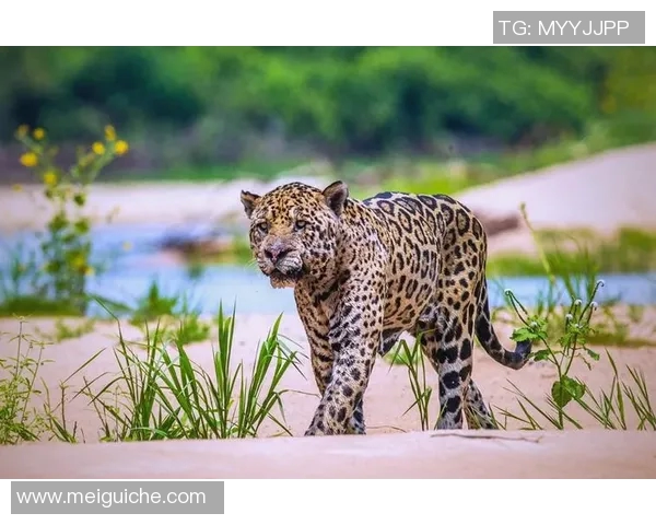 特拉维与阿尔特的精彩对决揭示足球战术与团队合作的魅力